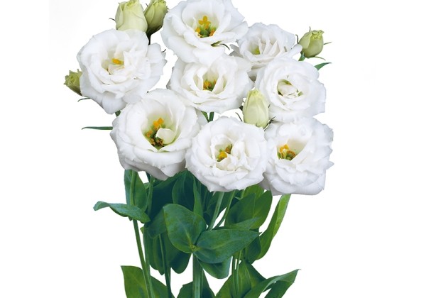 Eustoma grandiflorum (Lisanthus) Rosita 1 Pure White
