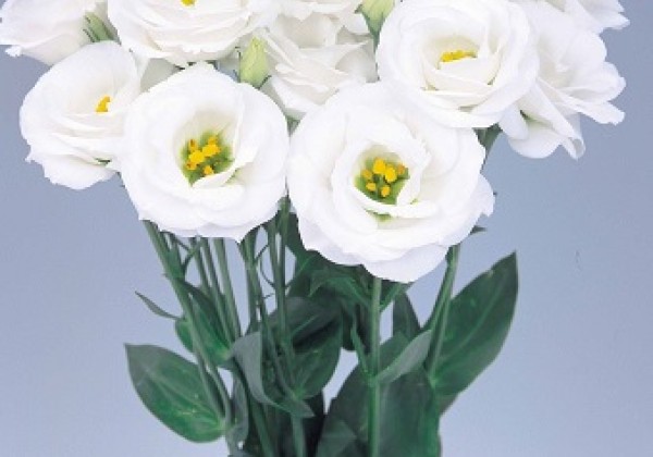 Eustoma grandiflorum (Lisanthus) Rosita 2 White
