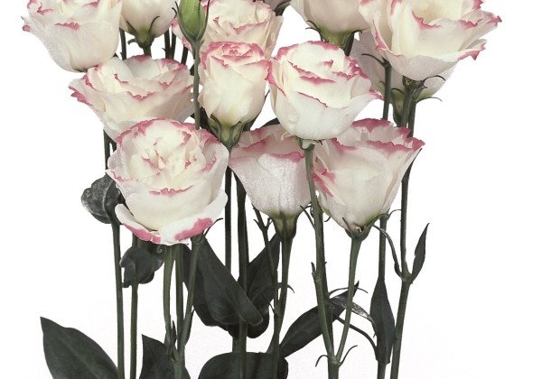 Eustoma grandiflorum (Lisanthus) Rosita 1 Pink Picotee