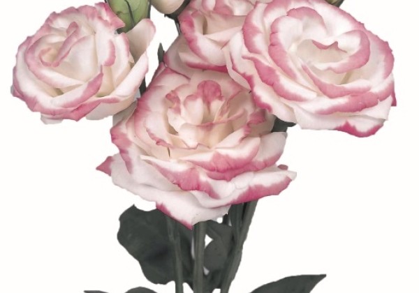 Eustoma grandiflorum (Lisanthus) Rosita 2 Hot Lips