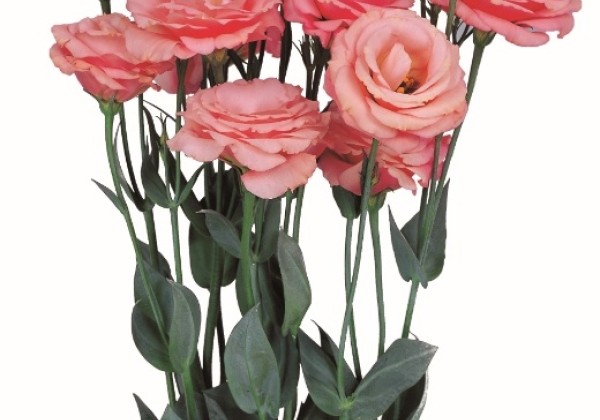 Eustoma grandiflorum (Lisanthus) Rosita 2 Apricot