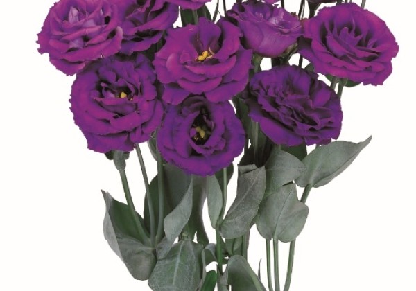 Eustoma grandiflorum (Lisanthus) Rosita 2 Purple
