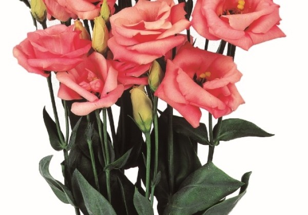 Eustoma grandiflorum (Lisanthus) Rosita 2 Pink