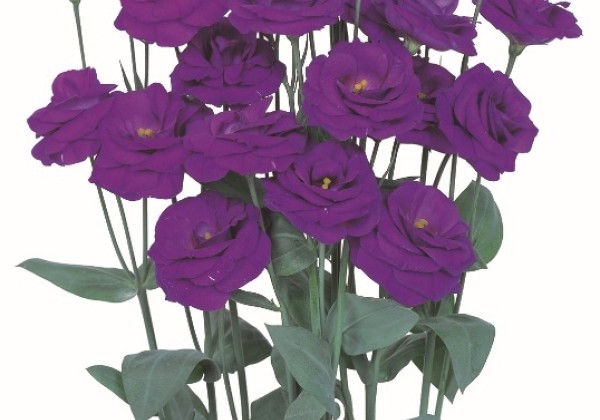 Eustoma grandiflorum (Lisanthus) Rosita 2 Sapphire (Blue)