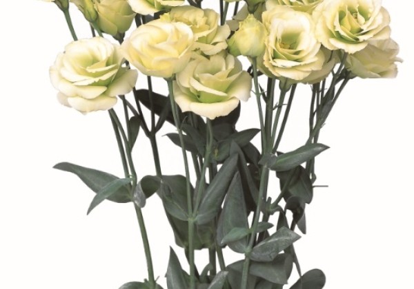 Eustoma grandiflorum (Lisanthus) Rosita 2 Jade