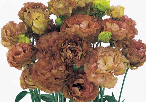 Lisianthus russelianum Rosanne 3 Brown