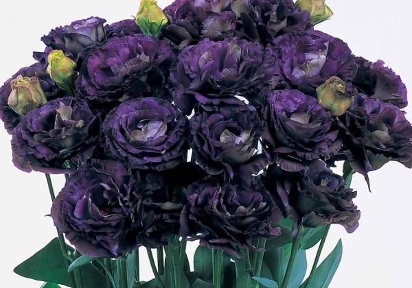 Lisianthus russelianum Rosanne 1 Black Pearl