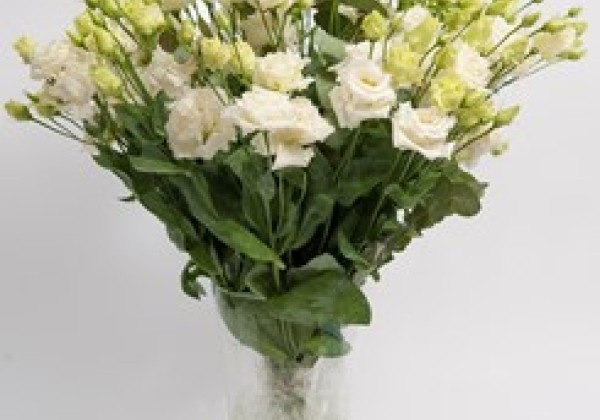 Lisianthus russelianum Alissa 2 Pure White