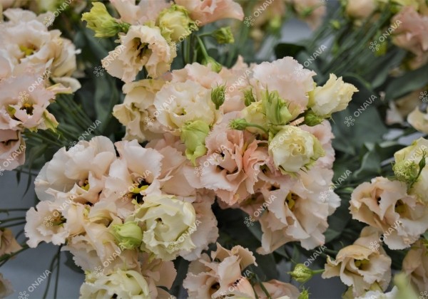 Lisianthus russelianum Alissa 2 Light Apricot Improved