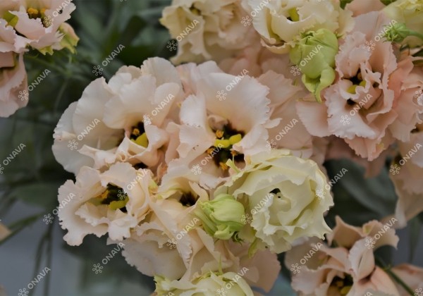 Lisianthus russelianum Alissa 2 Light Apricot Improved