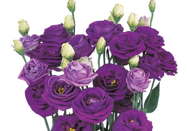 Eustoma grandiflorum (Lisanthus) Rosita 1 Blue II