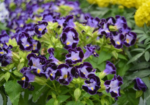 Torenia fournieri Little Kiss Blue