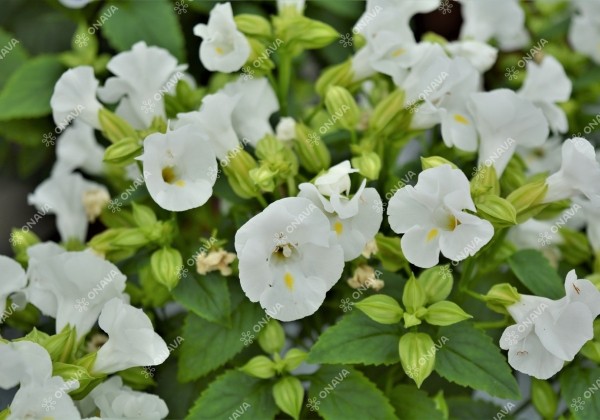 Torenia fournieri Little Kiss White