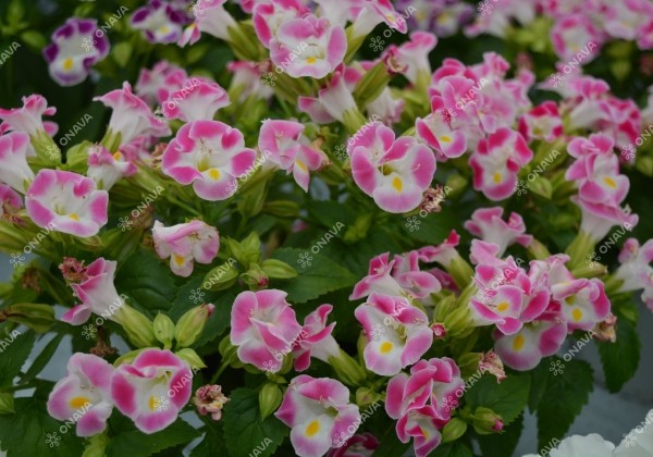 Torenia fournieri Little Kiss Rose Picotee