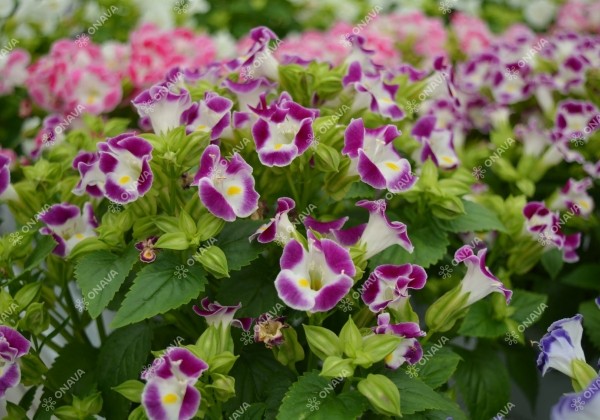 Torenia fournieri Little Kiss Burgundy