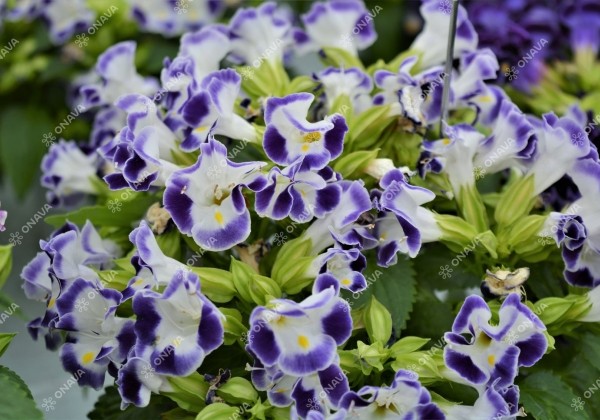 Torenia fournieri Little Kiss Blue & White