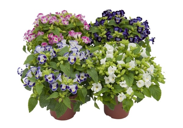 Torenia fournieri Little Kiss Mix