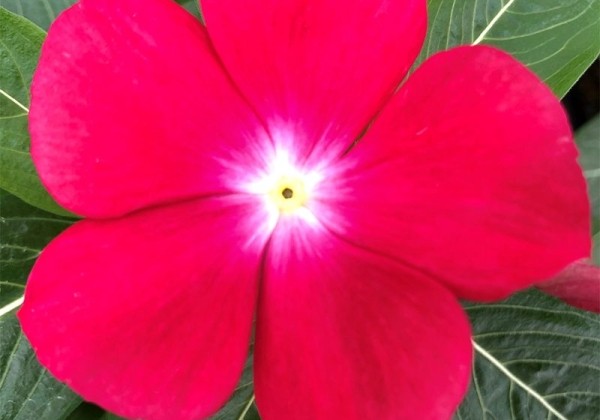 Catharanthus roseus Virtuosa Punch