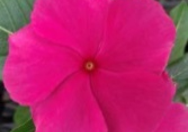 Catharanthus roseus Virtuosa Rose