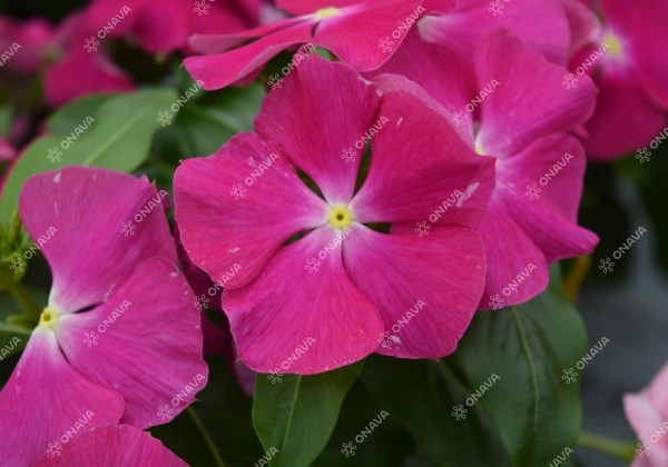 Catharanthus roseus Virtuosa Raspberry
