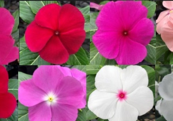 Catharanthus roseus Virtuosa Mix