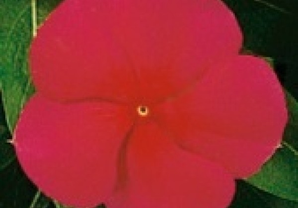 Catharanthus roseus Victory Red