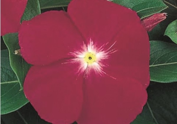 Catharanthus roseus Victory Carmine