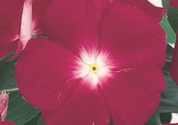 Catharanthus roseus Victory Cranberry