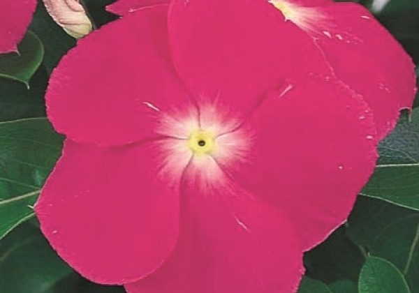 Catharanthus roseus Victory Deep Pink