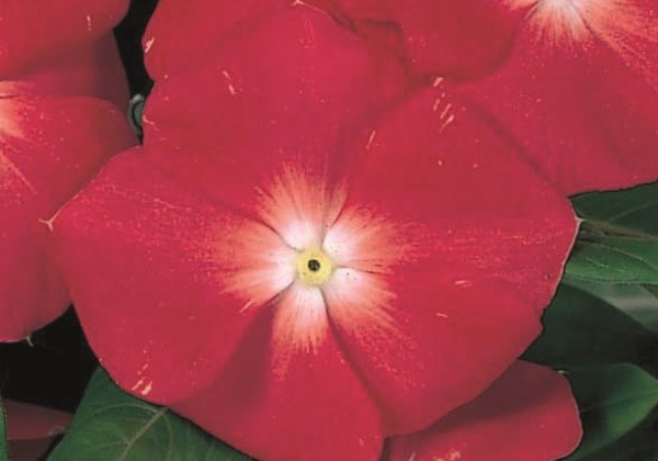 Catharanthus roseus Victory Apricot
