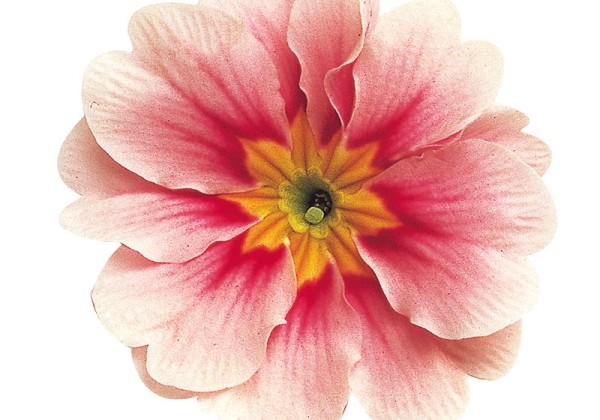 Primula acaulis Danova Bicolour Pink