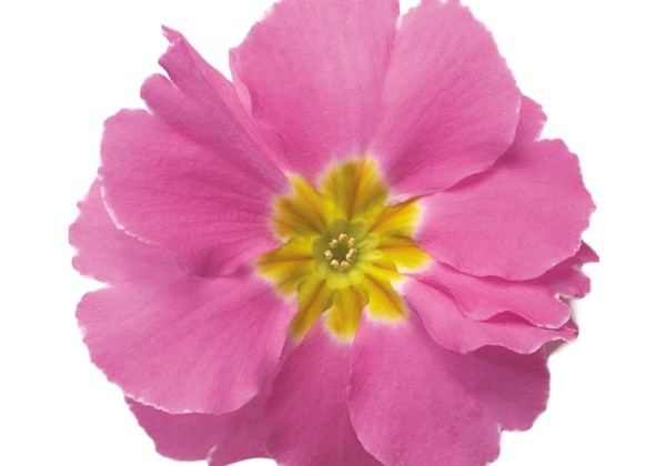 Primula acaulis Danova Pink