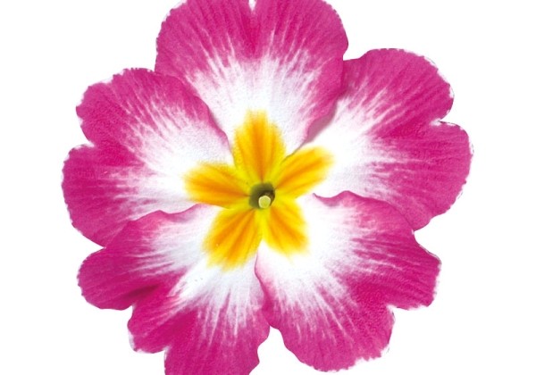 Primula acaulis Danova Bicolour Rose & White