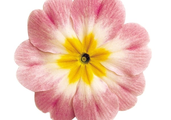 Primula acaulis Danova Bicolour Appleblossom