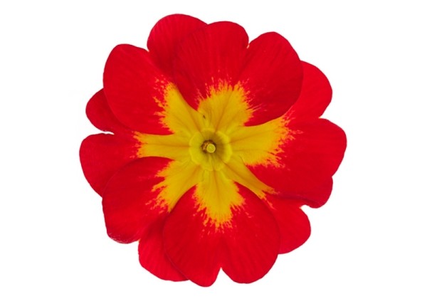 Primula acaulis Danova Bicolour Red & Yellow Imp.