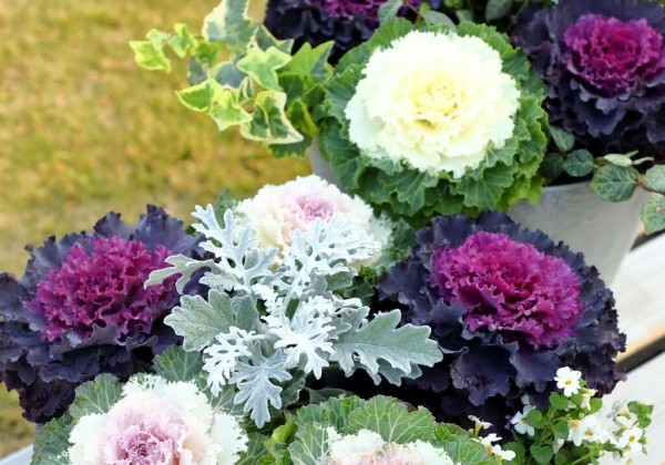 Brassica oleracea Osaka MIX