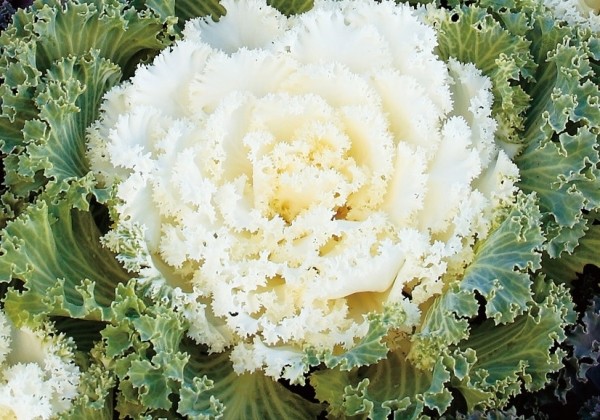 Brassica oleracea Nagoya White
