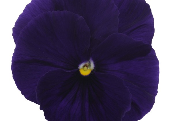 Viola wittrockiana Premier Clear Purple