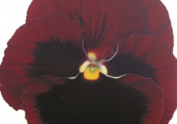 Viola wittrockiana Power Red with Blotch