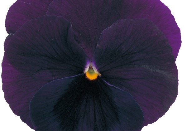 Viola wittrockiana Power Purple with Blotch