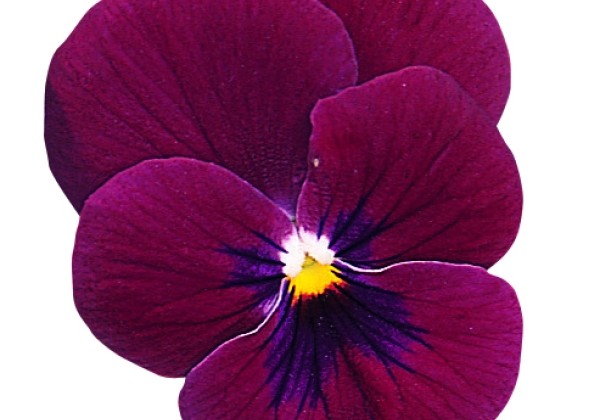 Viola cornuta Grandissimo Rose with Blotch