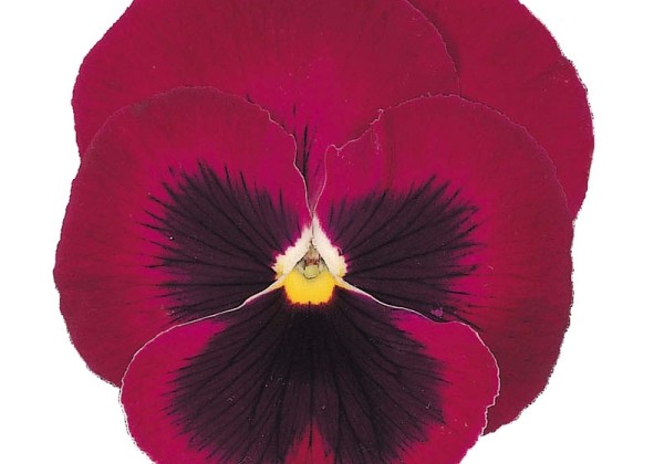 Viola wittrockiana Power Rose with Blotch