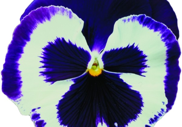 Viola wittrockiana Power Blue & White