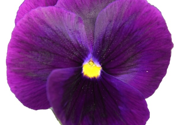 Viola wittrockiana Power Clear Purple