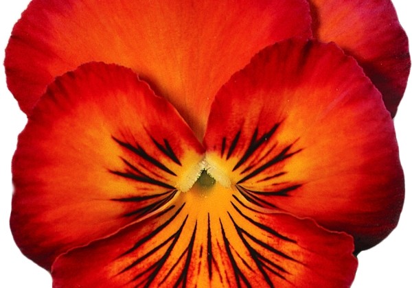Viola wittrockiana Ultima Radiance Red