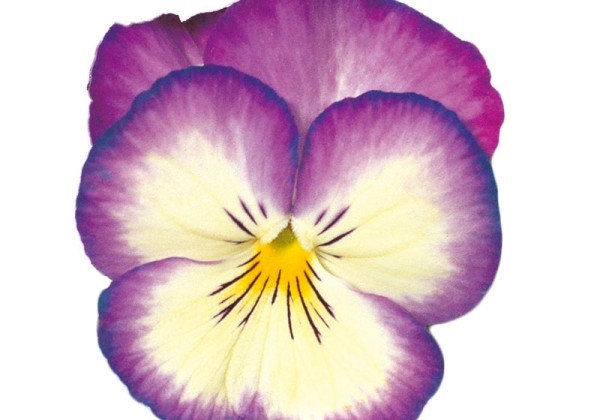 Viola wittrockiana Ultima Radiance Deep Blue