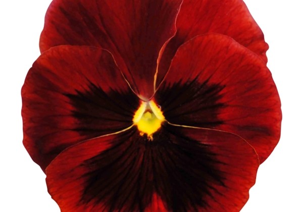 Viola wittrockiana Premier Red with Blotch