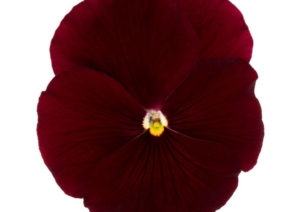 Viola wittrockiana Premier Clear Scarlet