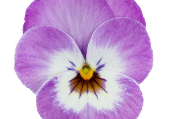Viola cornuta Perfetto Pink Picotee