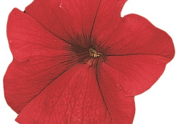 Petunia grandiflora Falcon Red